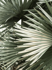 Arty closeup picture of palm leaves, abstract pattern, nature background, retro toned poster