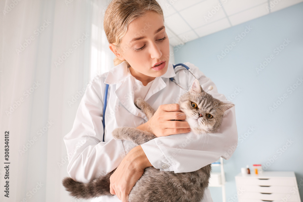 Veterinarian with cute cat in clinic