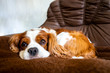 © Sina Ettmer - Cavalier King Charles Spaniel döst auf der Couch