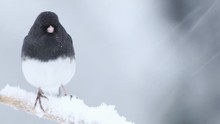 Dark Eyed Junco Male, Junco Hyemalis, A Cute Dark Gray And White Bird, Perched Middle Replaced By Female During Snowstorm