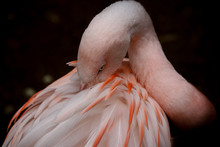 Sleepy Flamingo