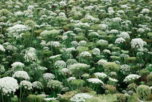 White Carrot Flowers In A Blooming Flower Field ,selective Focus