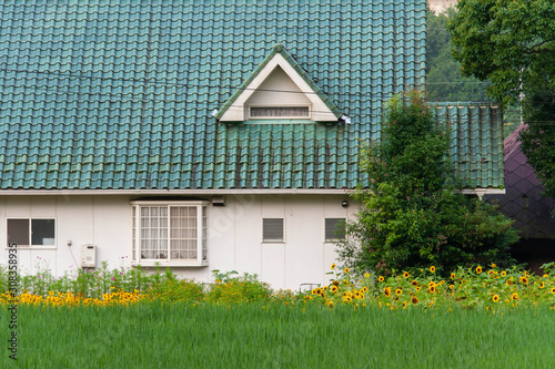 緑色の屋根のお洒落な建物と黄色い花畑 Stock Photo Adobe Stock