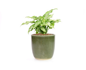 Wall Mural - Arrowhead plant in Japanese clay pot Isolated on white background. Commonly cultivated as a houseplant. Common names include: arrowhead vine, arrowhead philodendron, goosefoot, African evergreen.