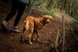 Golden retriever puppy being walked on a leash in the forest in the pacific northwest