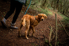Golden Retriever Puppy Being Walked On A Leash In The Forest In The Pacific Northwest