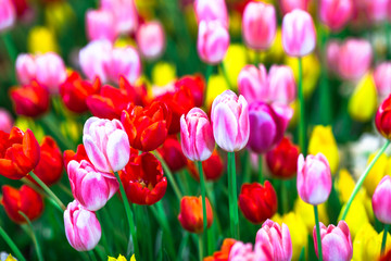 Nature Background Gold Flower Field Colorful tulips, which are used to decorate the garden during the cold weather, with the blurring of sunshine, natural beauty