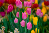 Fototapeta Tulipany - Nature Background Gold Flower Field Colorful tulips, which are used to decorate the garden during the cold weather, with the blurring of sunshine, natural beauty