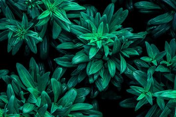 abstract green leaves texture, nature background, dark tone wallpaper