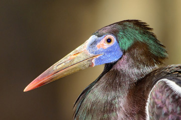 Abdim's stork (Ciconia abdimii) Close-up of face, profile