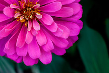 Closeup Beautiful Pink Flower In The Garden, Flower Background