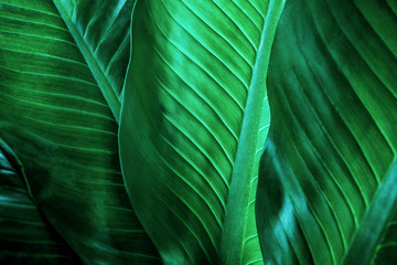  abstract green leaf texture, nature background, tropical leaf