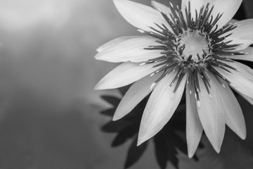 closeup beautiful black and white lotus flower and green leaf in pond, lotus pictures monochrome, bl