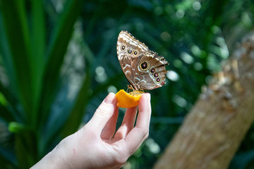 Wall Mural - butterfly on a hand