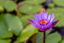 Purple Water Lily In Bloom