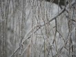 © GemStocks - Beautiful background of willow leaves totally covered in ice in twigs covered with snow