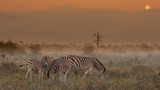 Fototapeta Sawanna - zebra in africa