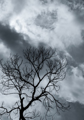 Wall Mural - Silhouette dead tree and branch on grey sky background. Black branches of tree. Nature texture background. Art background for sad, dead, lonely, hopeless, and despair. Halloween day background.