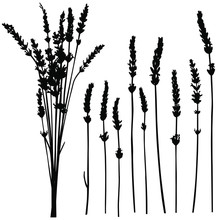 Vector Silhouettes Of Lavender Flowers And Stems.