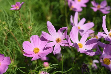 Wall Mural - flowers in the garden