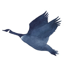 Watercolor Silhouettes Of Flying Geese On A White Background