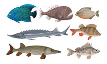 Freshwater And Ocean Fishes Set, Commercial Fish Species Vector Illustration