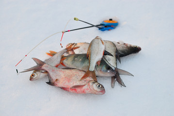 Wall Mural - Winter fishing from ice, bream fishing.