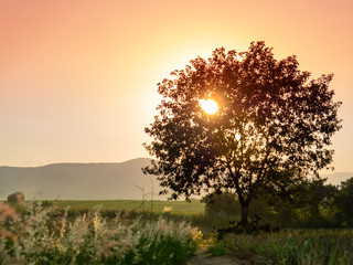 Wide field with mountains, flowers, grass, sunset