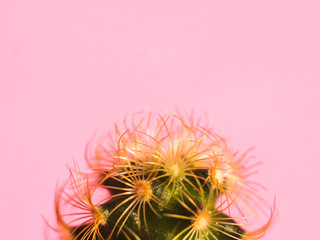 Wall Mural - cactus on pink pastel background