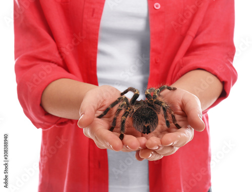 Cuadros en Lienzo Woman holding striped knee tarantula on white background, closeup