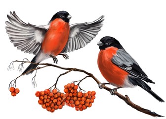 birds bullfinches on a branch of ashberry, art illustration painted with watercolors isolated on white background