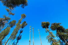Leafy Trees Under The Blue Sky,view From Below Into The Sky