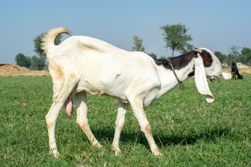 Wall Mural - Goat is grazing in the field 