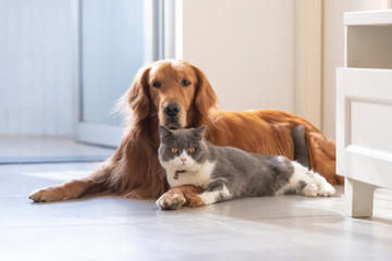 Wall Mural - British shorthair and golden retriever