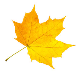 Wall Mural - autumn leaves.