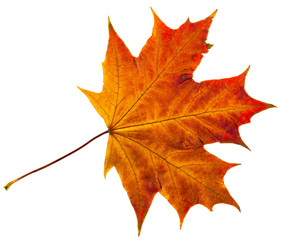 Wall Mural - autumn leaf isolated on white