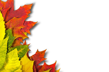 Wall Mural - autumn leaves.