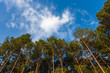 © Restless Mind Media  - Where blue skies meet pine trees on a sunny afternoon.