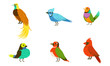 Tropical Birds Collection, Beautiful Birdies of Different Species with Colored Plumage Vector Illustration