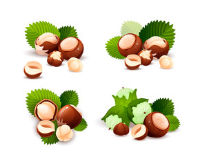 Poster - Hazel nut compositions set, food vector isolated