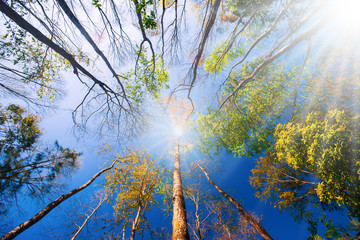 Wall Mural - Bright and colourful springtime forest at sunrise.