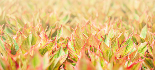 Wall Mural - Aglaonema Siam Red in a nursery.