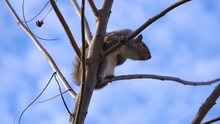 Check Out This Eastern Gray Squirrel Who Is Warning Other Squirrels Near By Of A Predator In The Area, Or A Potential Threat Nearby.
