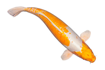 Koi fish isolated on white background 