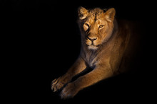 Lioness On A Black Background. Gracefully Lies A Yellow Lioness With A Shadow.powerful Lion Female With A Strong Body Walks Beautifully In The Evening Light.