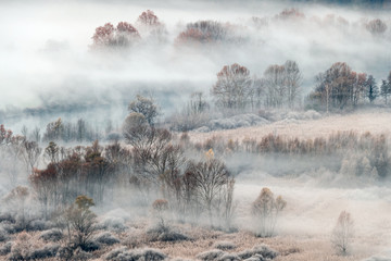 Foggy morning in winter forest