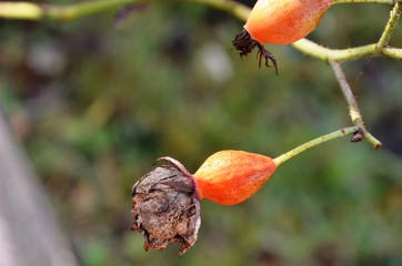 two orange-colored rose hips, rose fruit on a branch of a rose bush growing in the garden on a blurred background. flower seeds