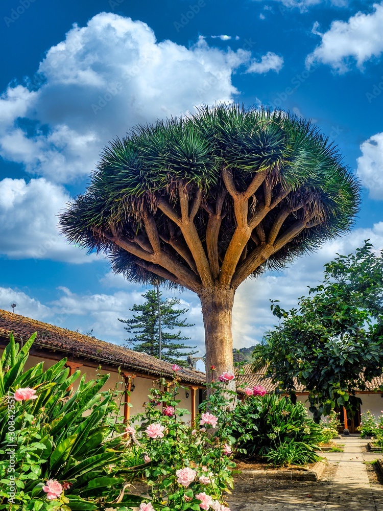Drachenbaum auf Madeira Stock Photo | Adobe Stock