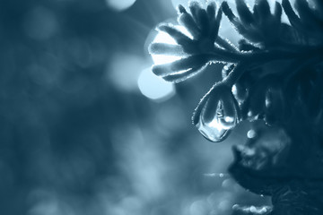 Wall Mural - a drop of water on a flower petal. lavender. blue flower macro with beautiful bokeh in the rain