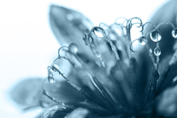 Wall Mural - blue flower close-up. cornflower. a drop of water on a flower petal. dew on a flower